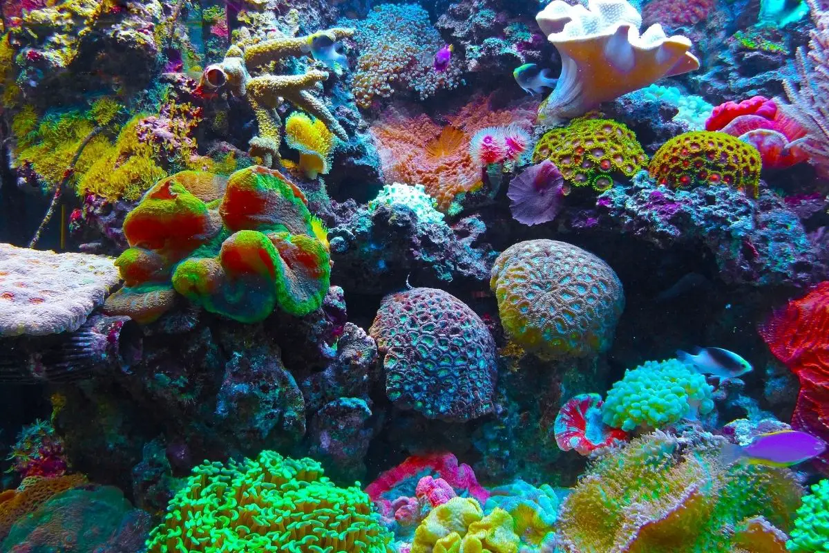A different species of colorful corals.
