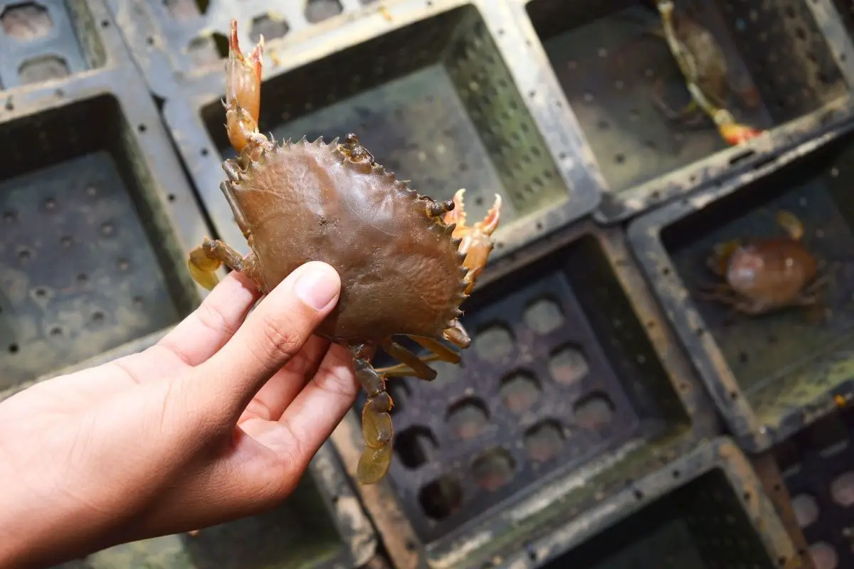 Hand held soft shelled crab.