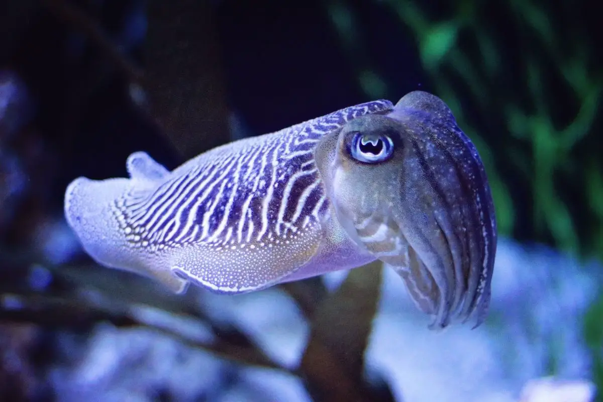 A macro shot of cuttlefish at the aquarium.