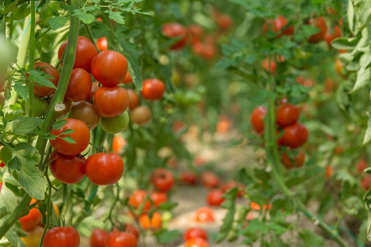 Growing healthy tomatoes.
