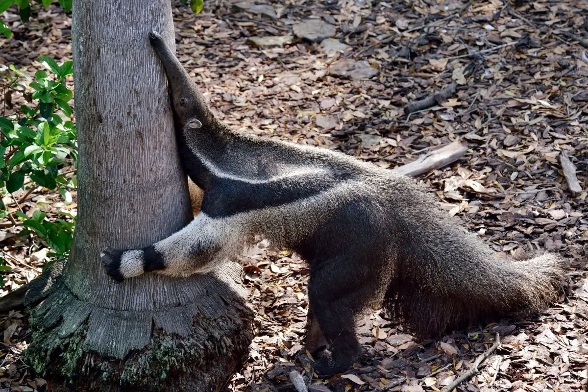 Giant anteater at the tree.