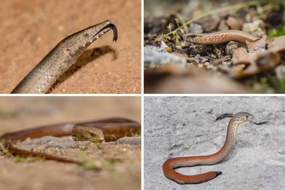 Photo collage of legless lizards.