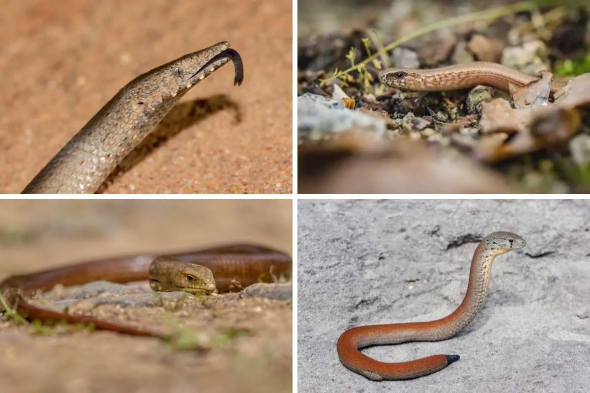 legless lizard with legs