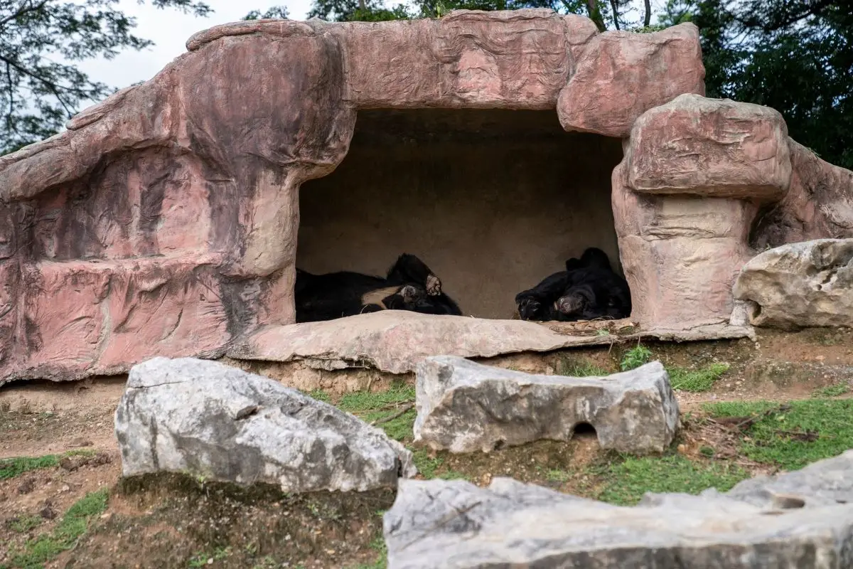 Rock den cement cave with sleeping black bears inside.