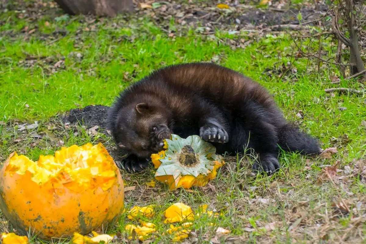 Wolverine (gulo gulo) eating and playing a holloween pumpkin.