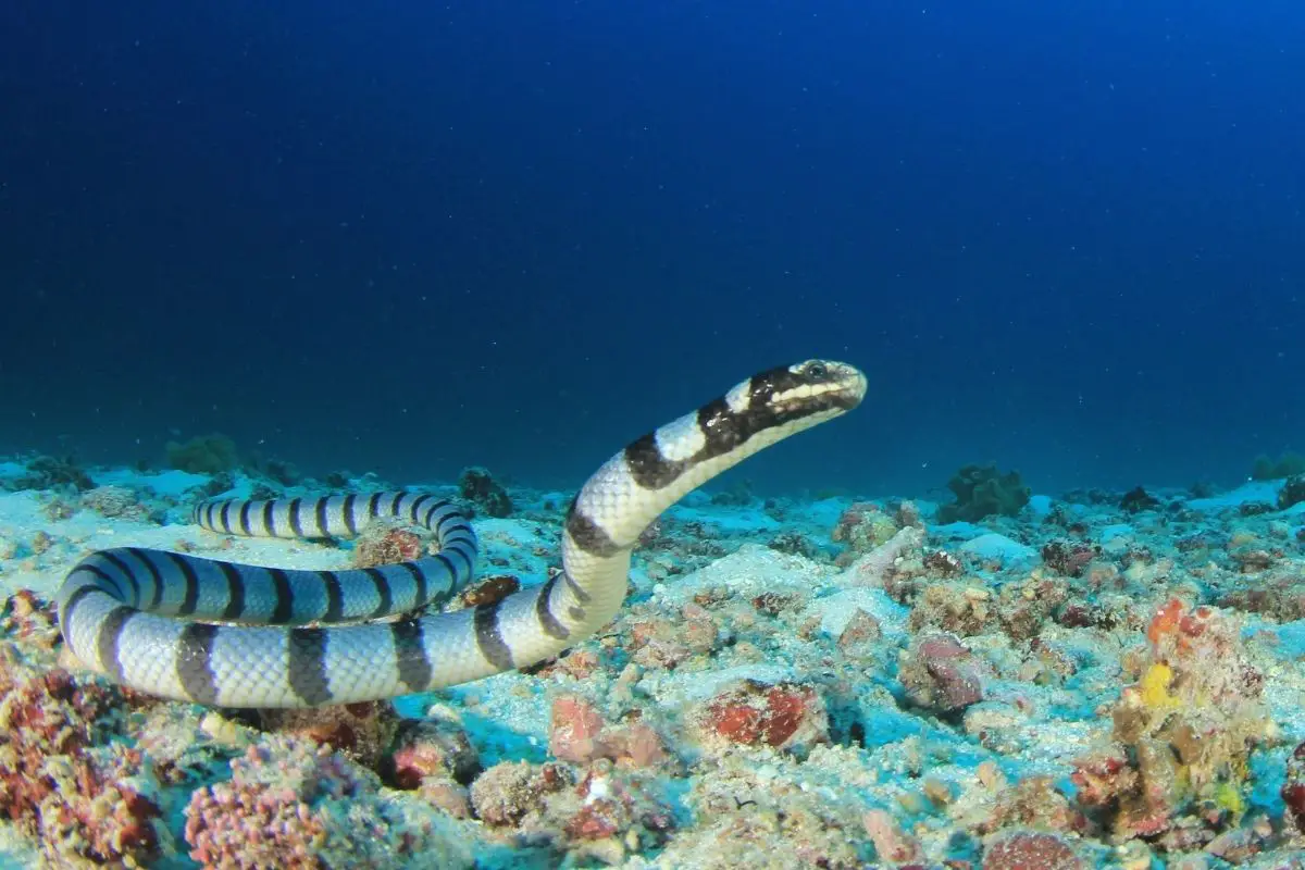 Faint-banded sea snake swim under the water.