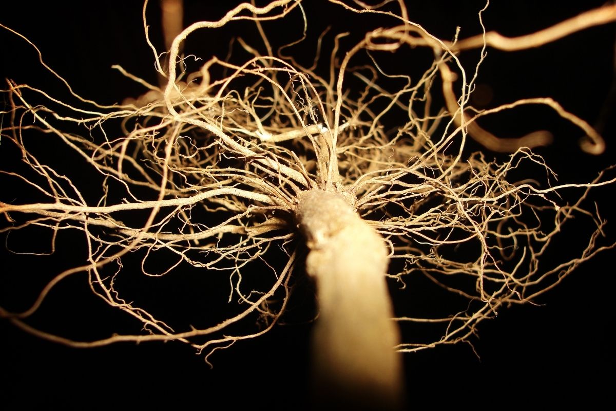 A portrait of fibrous roots.