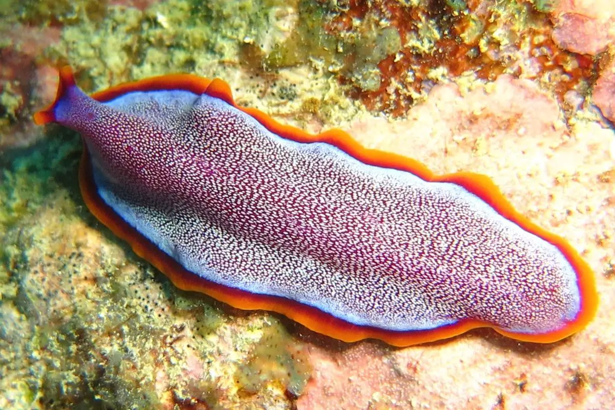 A flatworm hanging around the seabed.