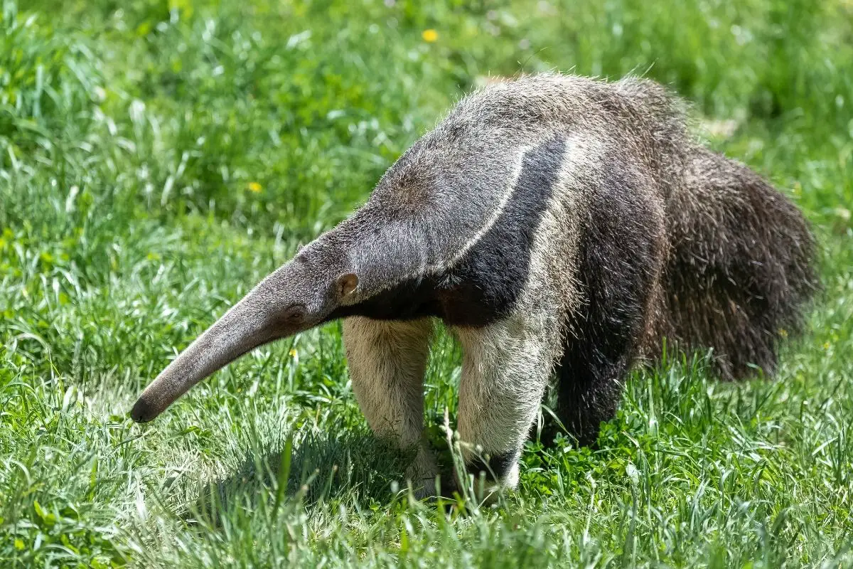 Giant anteater walking in the grass.