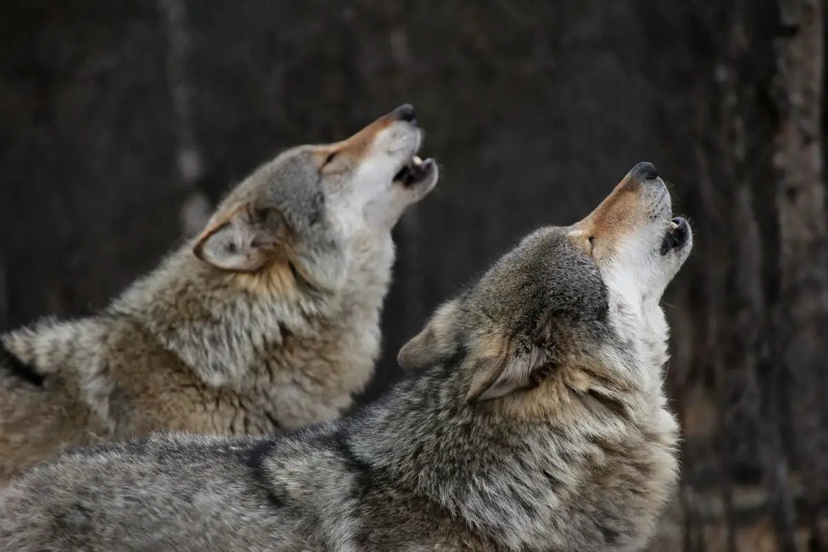Howling grey wolves.