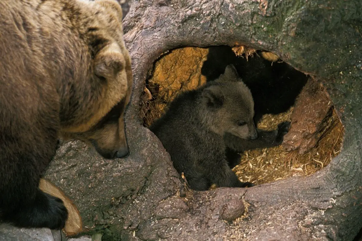 Brown bear female with cub at den entrance.