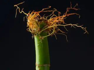 A bamboo roots on a black background.