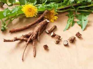 Fresh dandelion roots with yellow flower leaves.