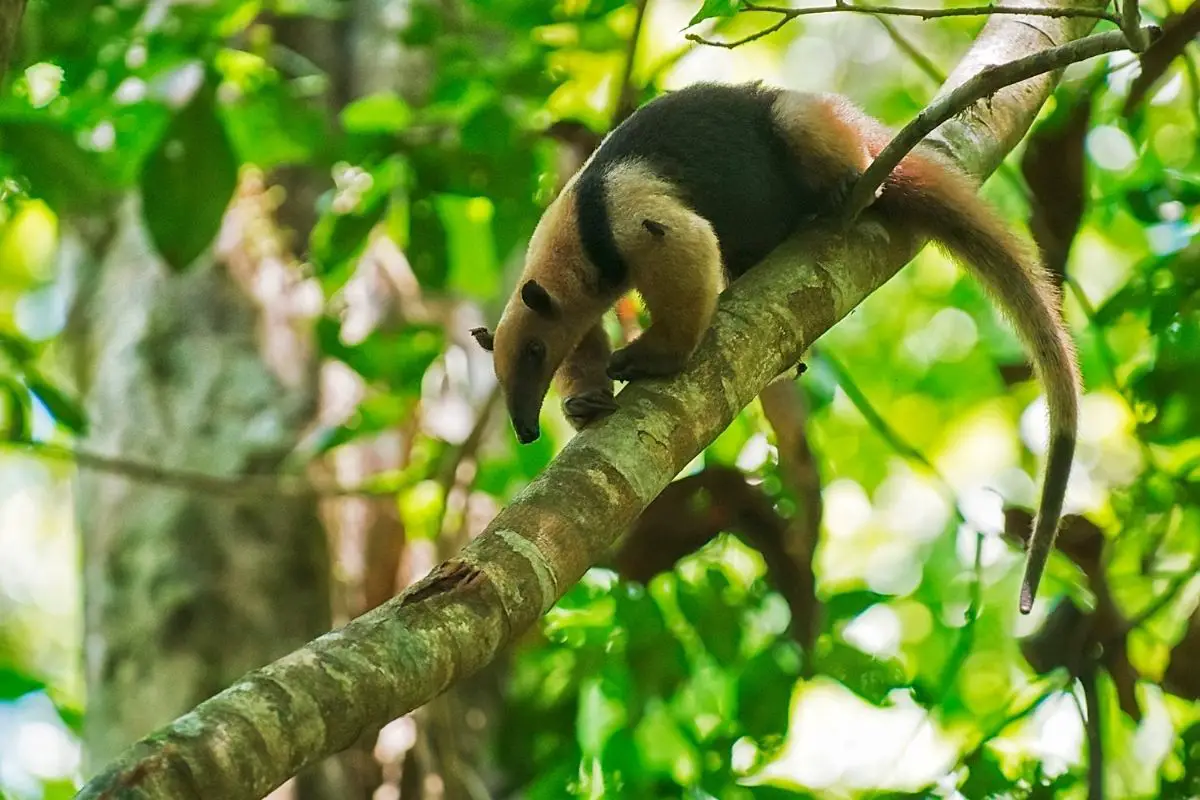 A anteater on the tree.