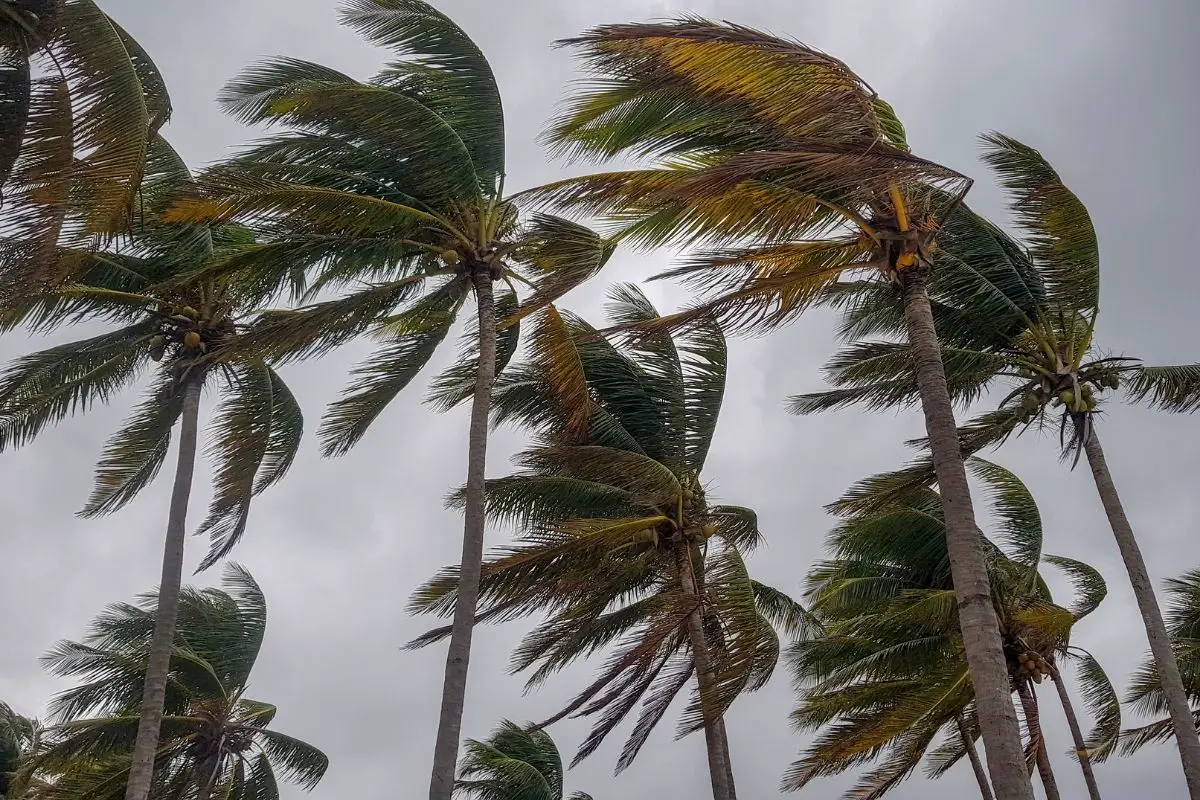 Strong winds blowing a palm tree fronds.