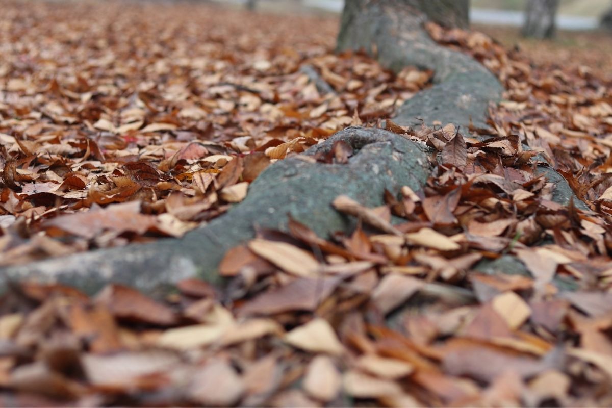 A macro shot of long oak tree roots.