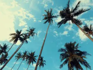 A palm tree with sky background.