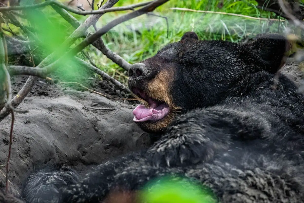 A cute black bear is getting ready for hibernating.