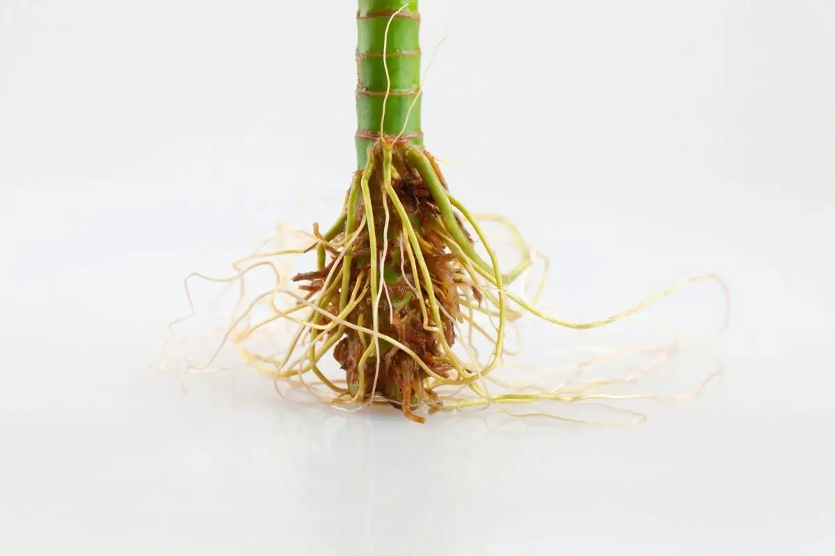 A bamboo root on a white background.