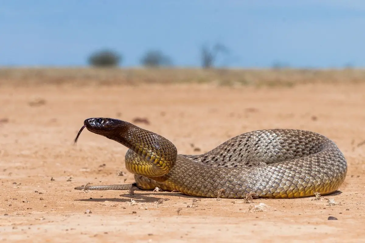 Inland taipan in strike position.