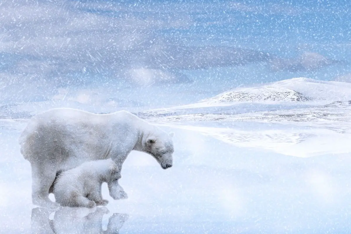 Mother polar bear and her son.