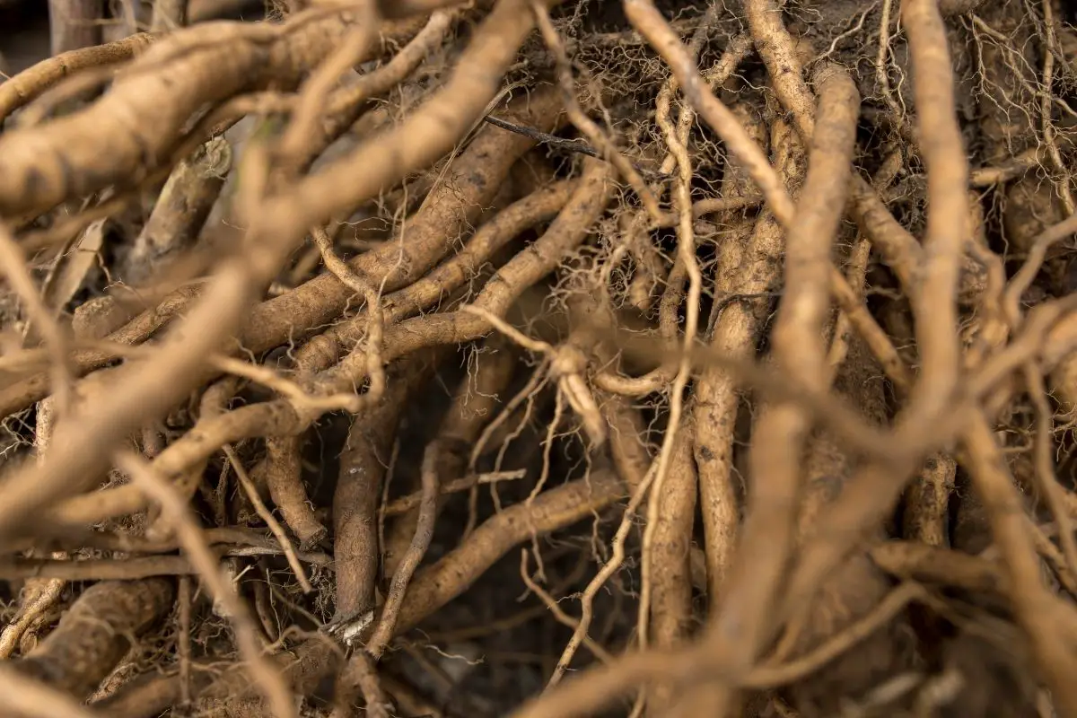 Fibrous root system close up.