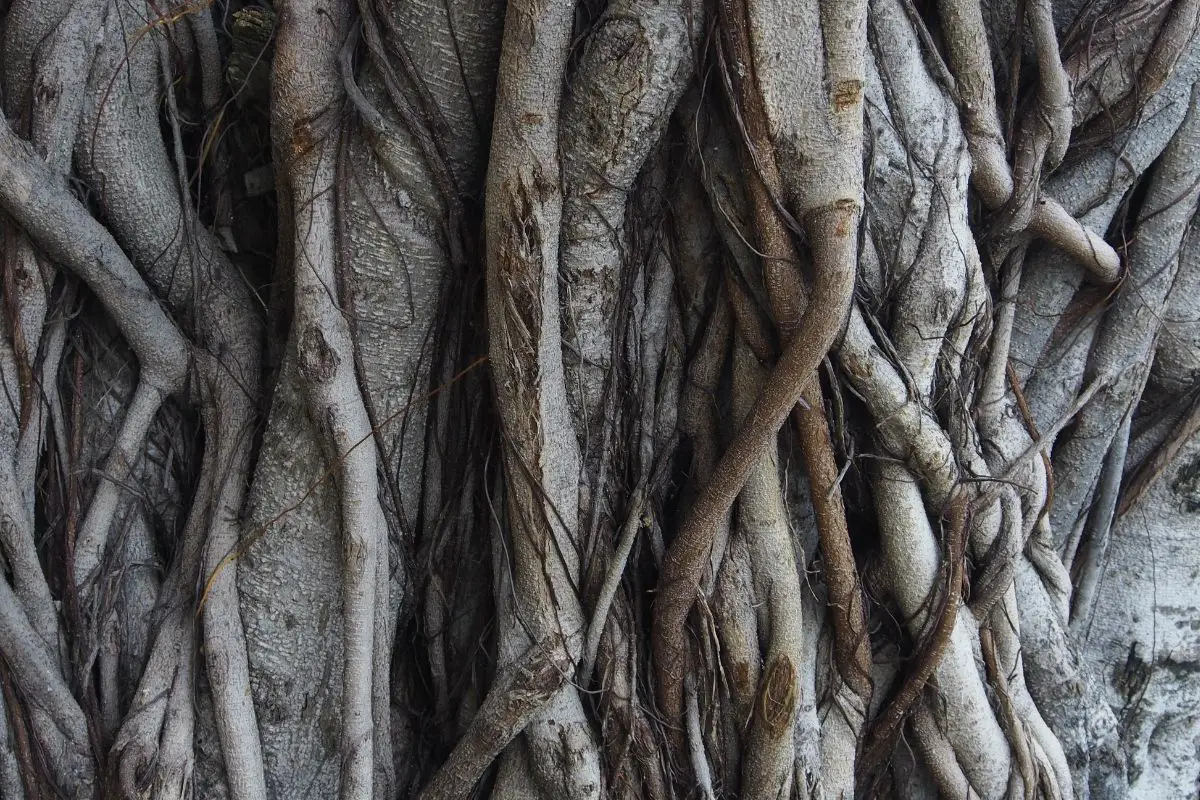 A natural limber trunk root.