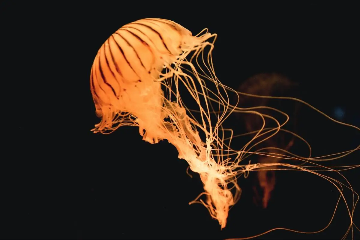 A stunning photo of jellyfish on a black background.