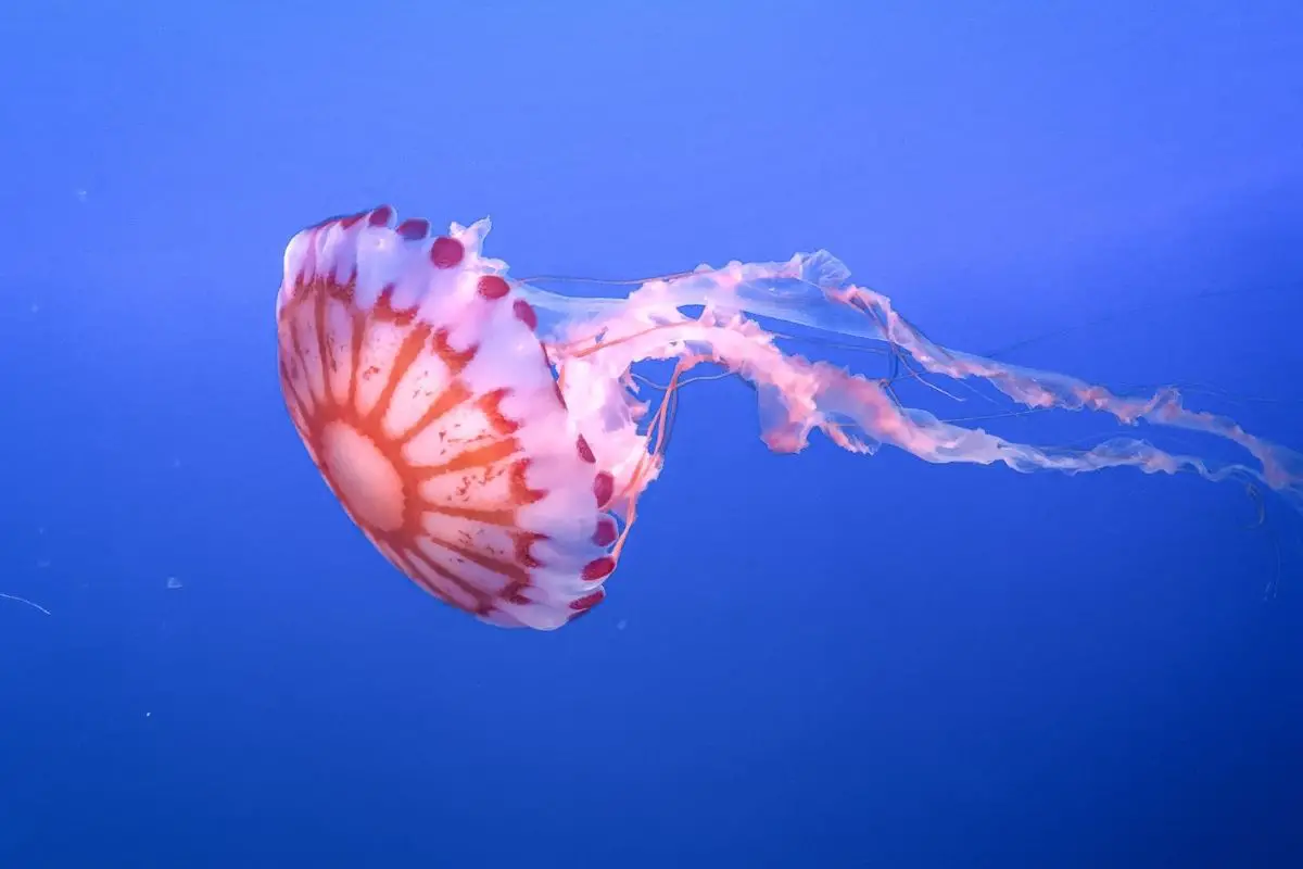 Beautiful jellyfish showcasing his locomotive skills.