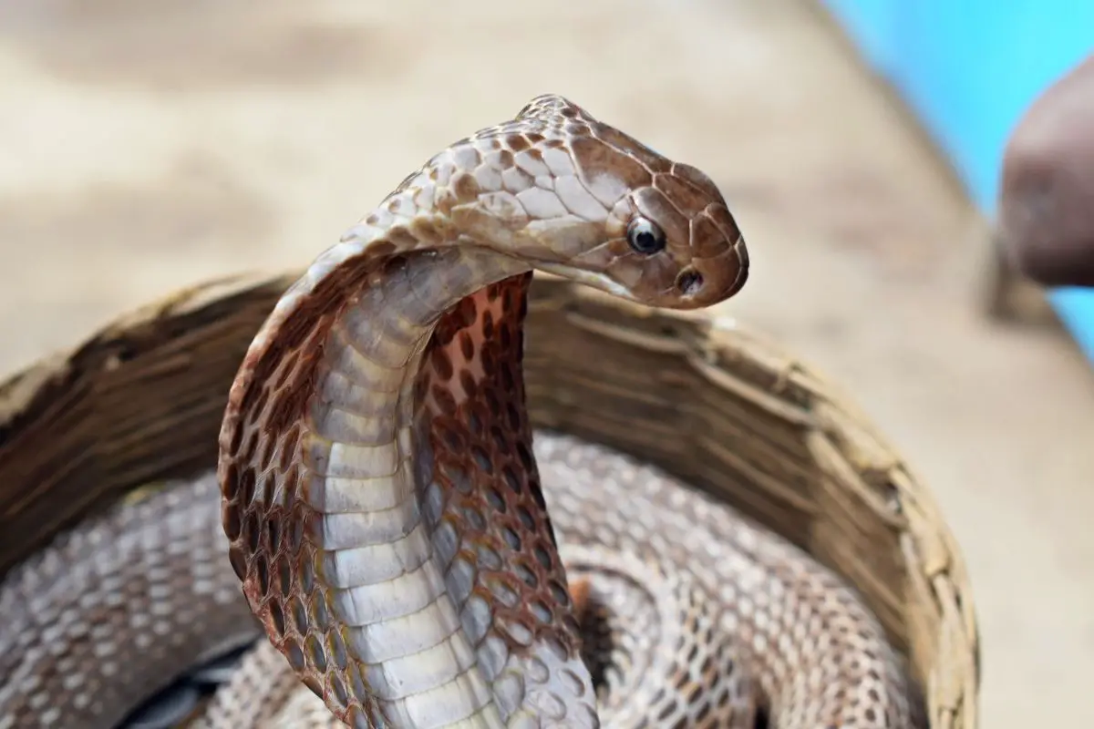 A poisonous king cobra.