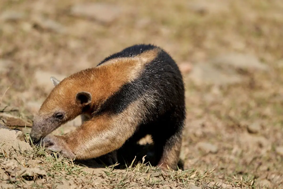 A collared anteater or lesser anteater.