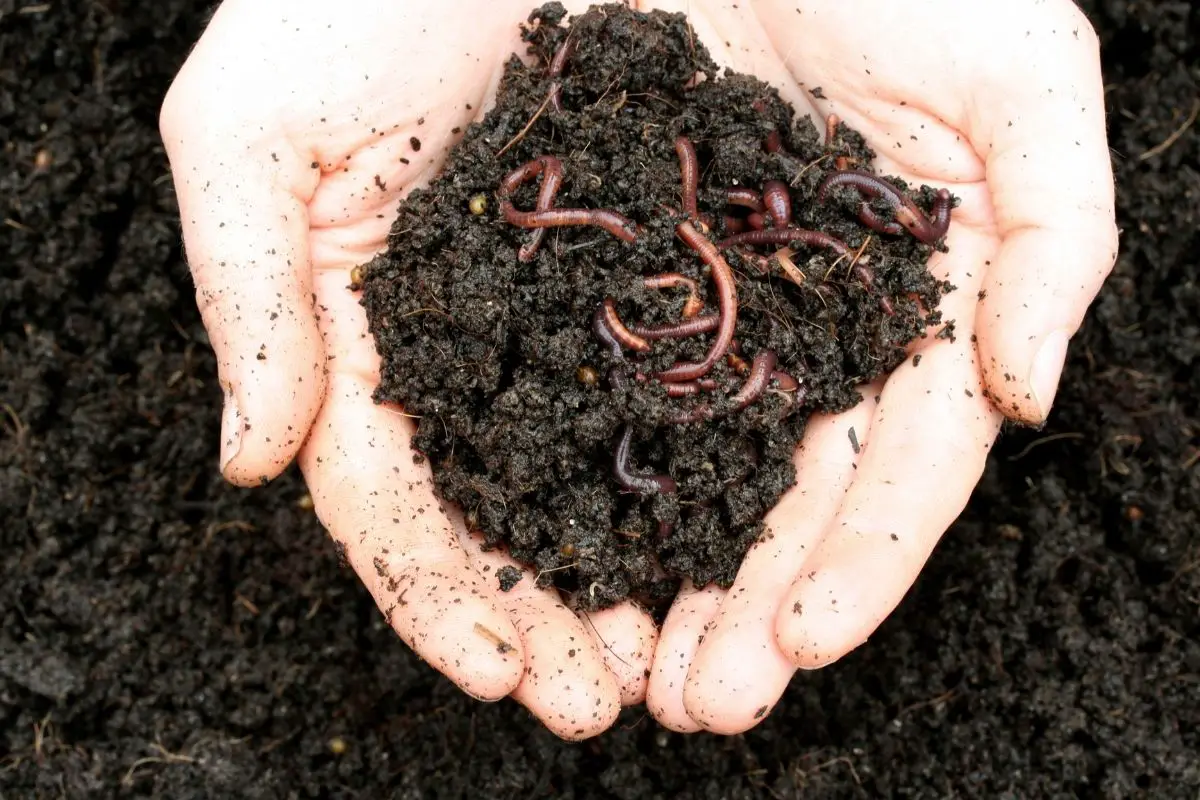 Worms and rich soils in hand.