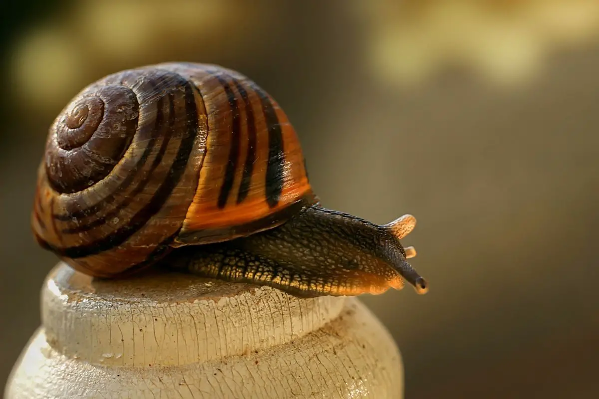 Portrait shot of a mollusks.