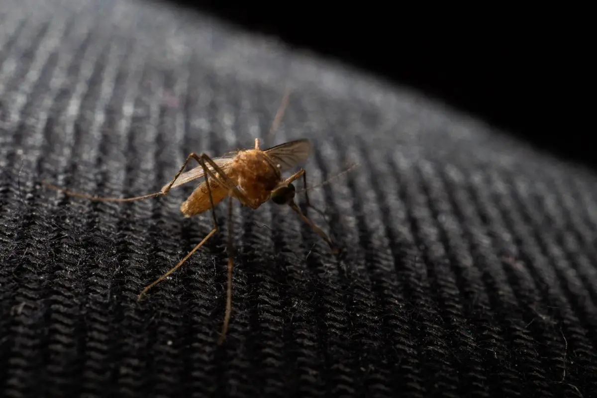 Close up shot of a mosquito on a black background.