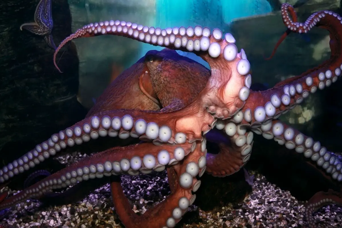 Octopus (octopoda) moving over glass aquarium.