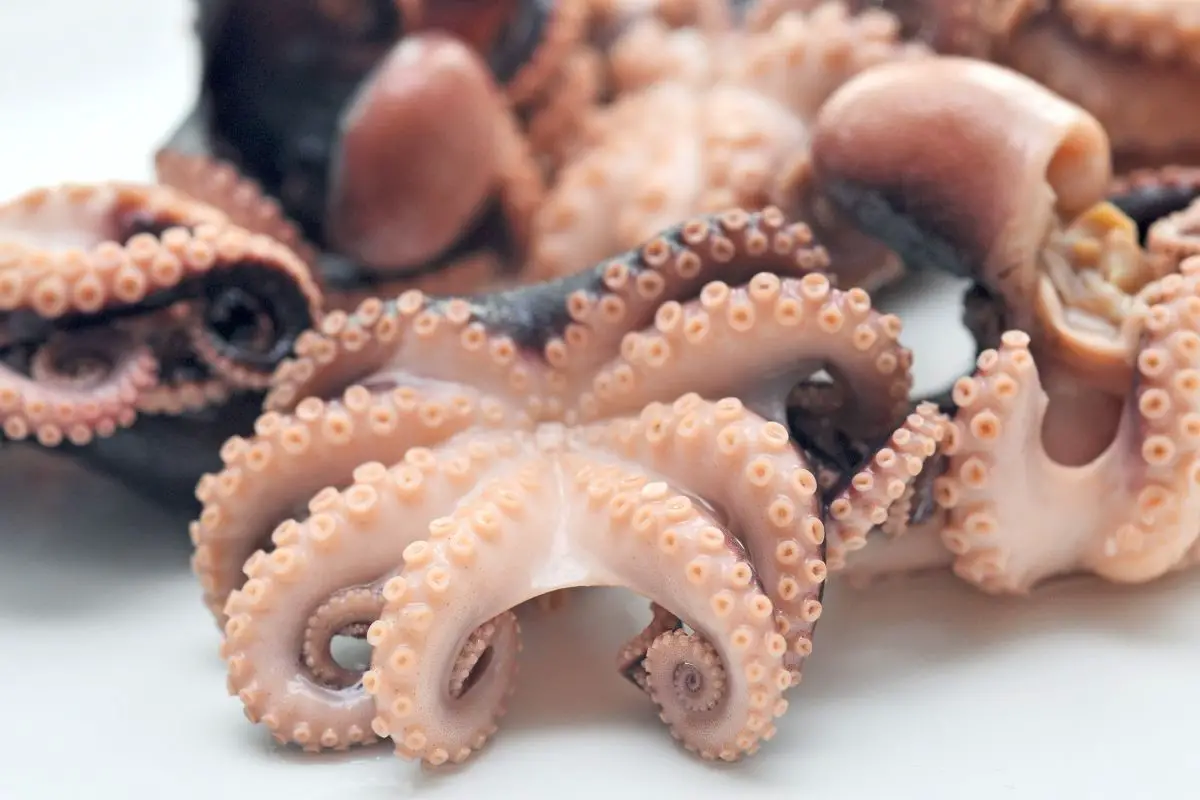 A close photo of an octopuses on a plate.
