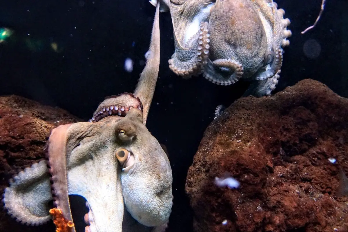 Octopus holding by another tentacle.