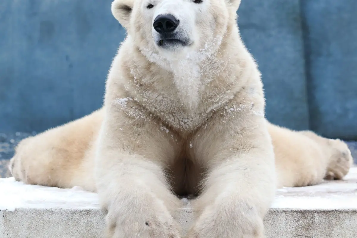 A sad and frustrated polar bear.