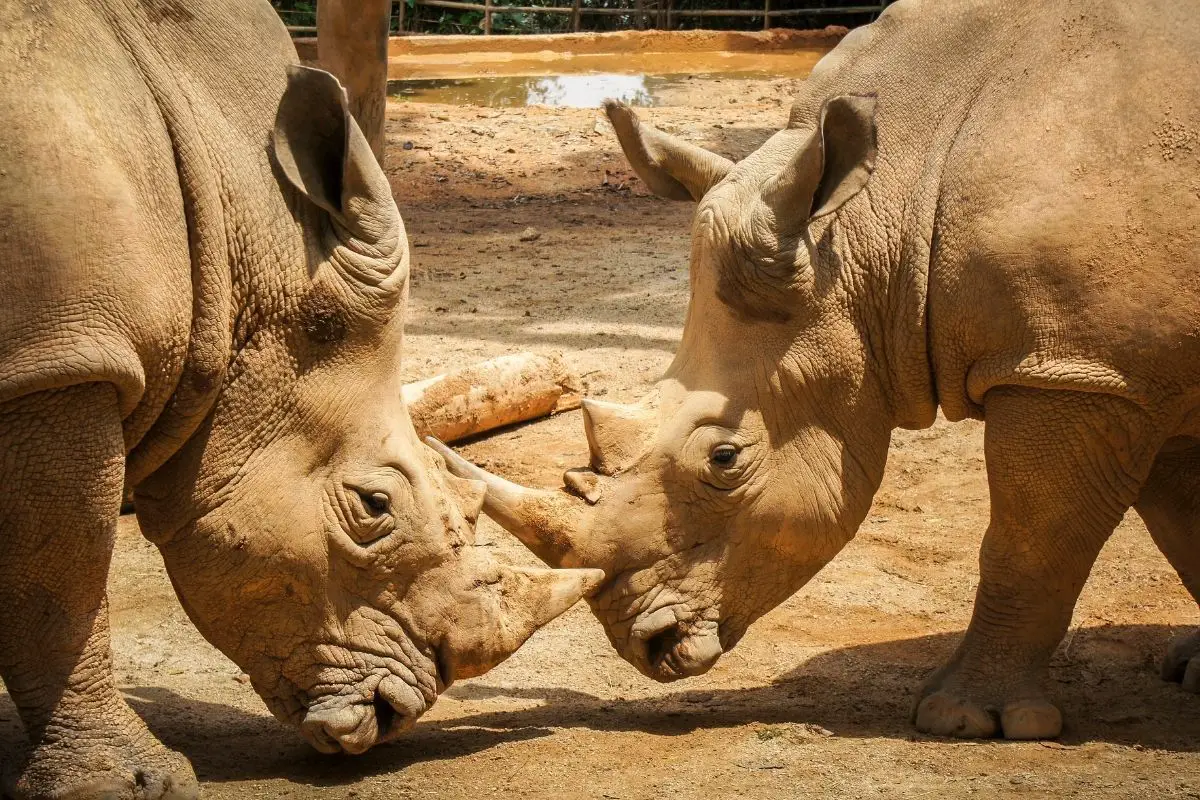 Two moody white rhinoceros pressing their heads together.
