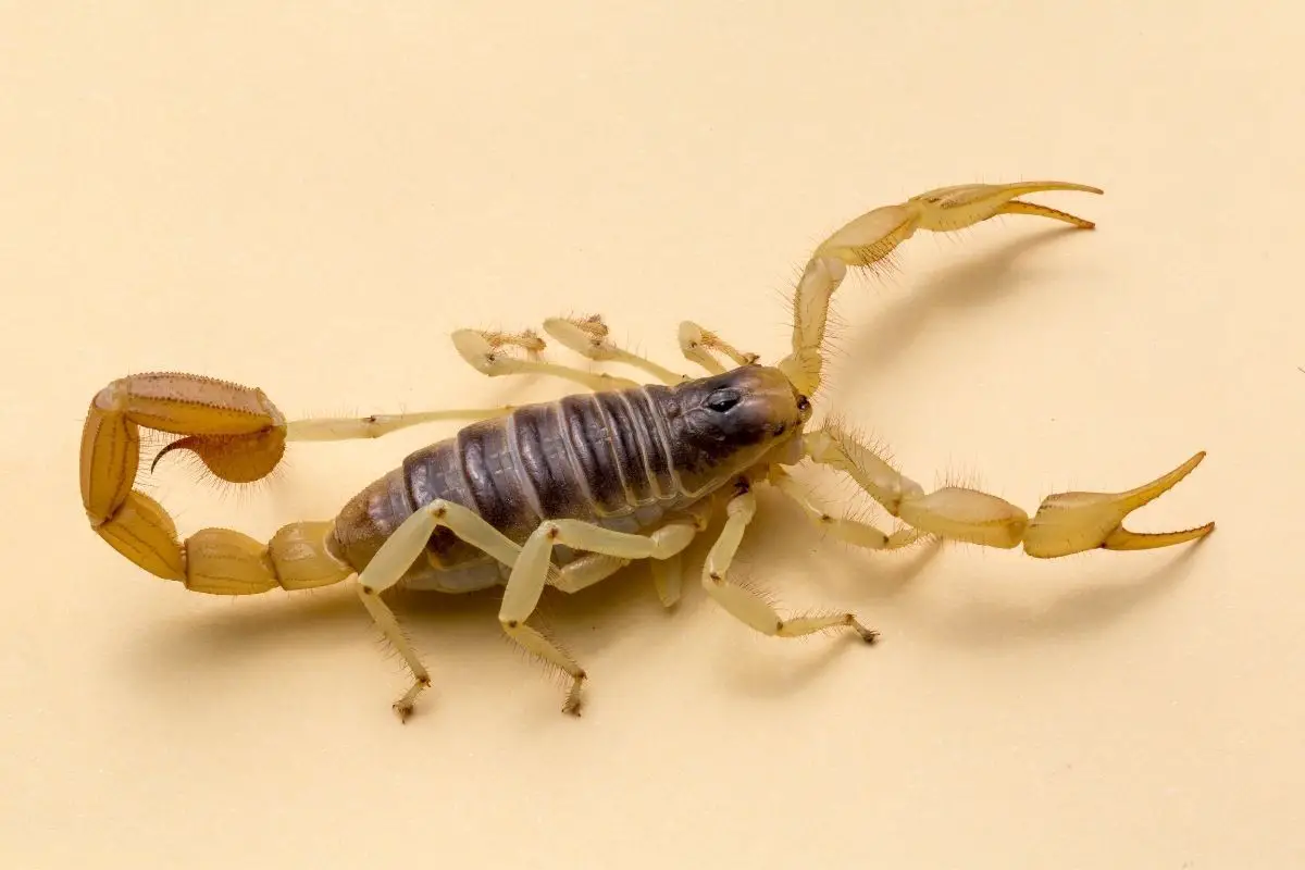Hairy desert scorpion on a plain background.