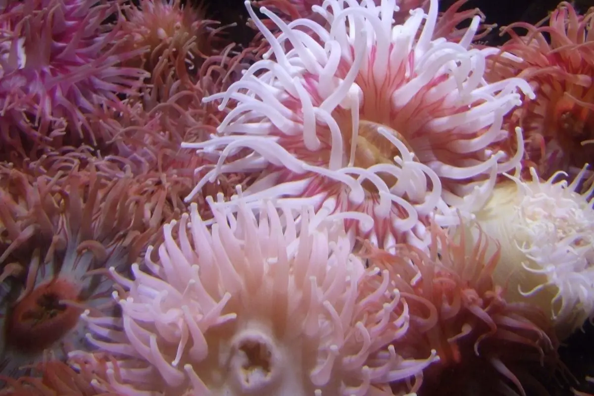 Pinkish appearance of a Sea Anemone.
