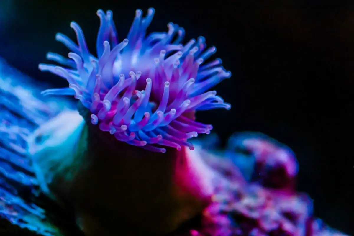 Sea anemones with colorful tentacles.