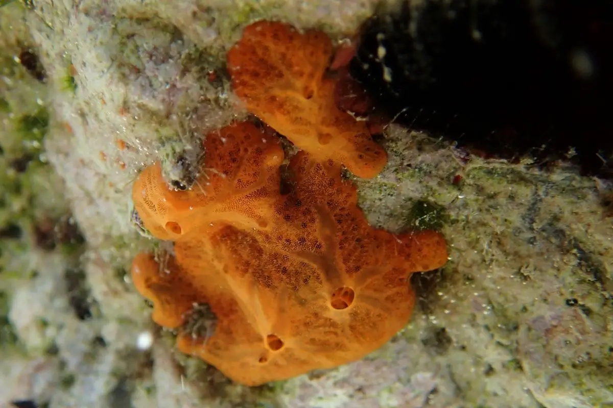 Sea orange sponge colonial organism.