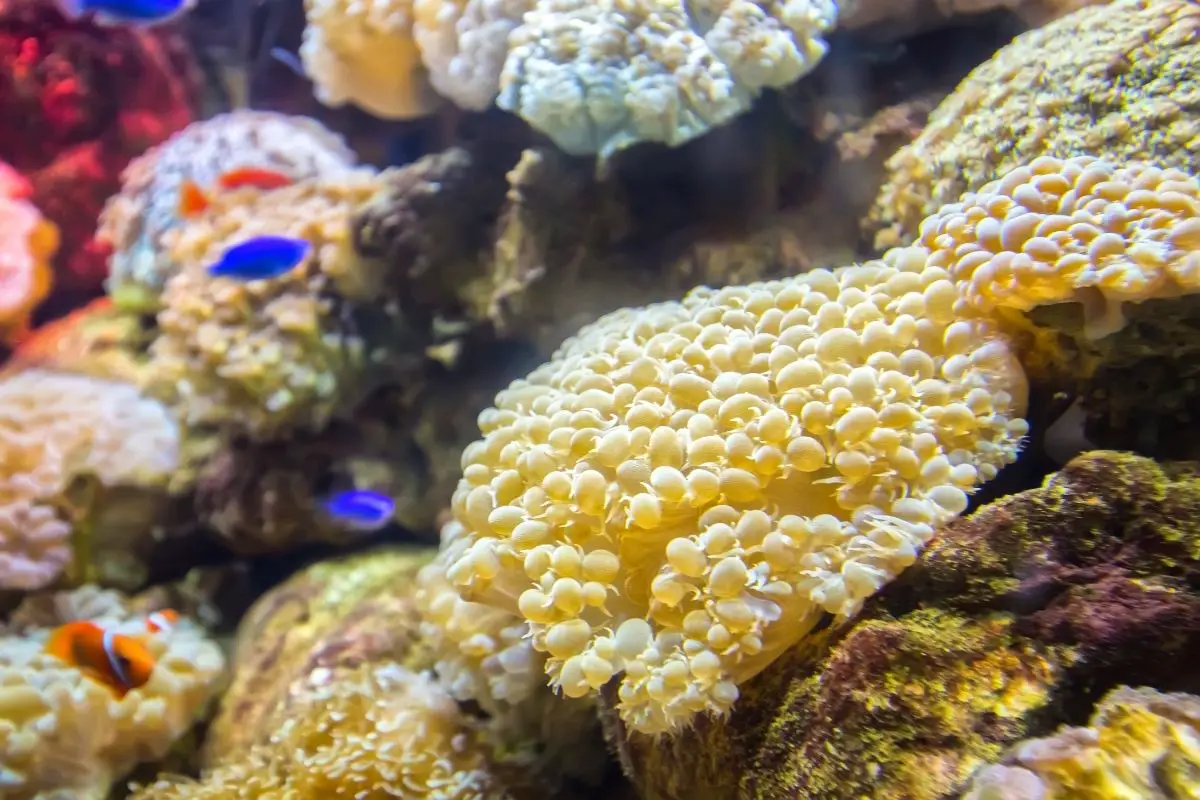 A macro shot of sea sponges.