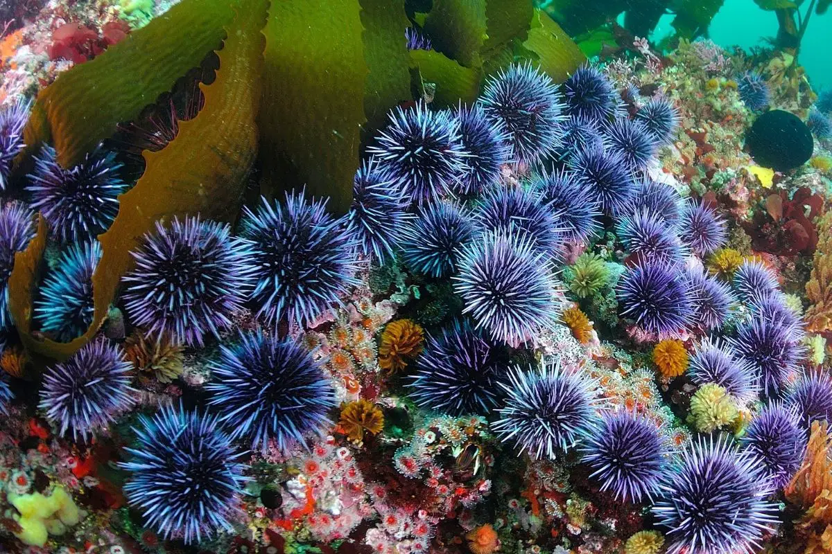 A group of blue sea urchins emphasizing its sharp spines.