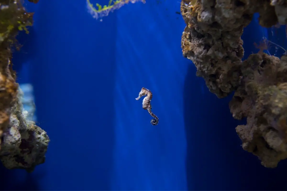 Sea horse under the sea.
