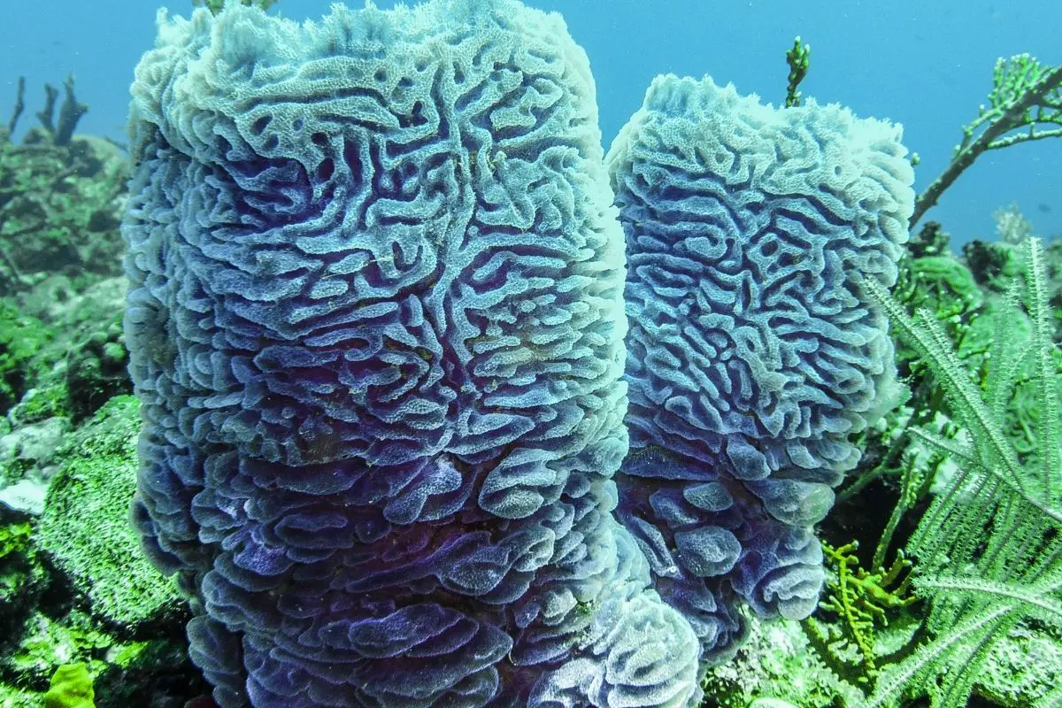 A complex shape of sponges under the sea.