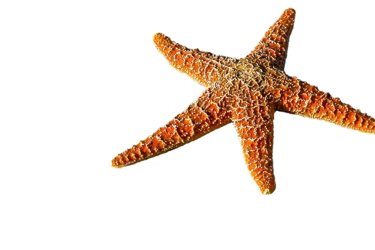 A close-up photo of starfish.