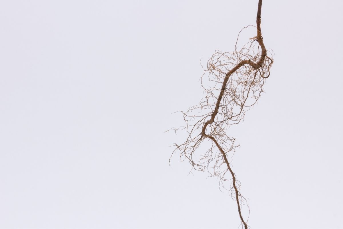 Dried taproot in white background.