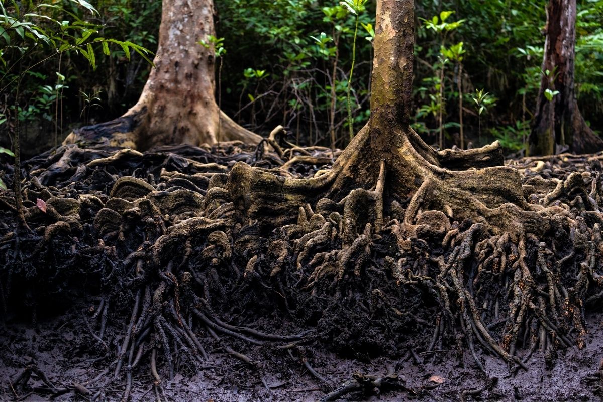 A avocado tree roots in the jungle.
